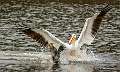 7: 11-20 White Pelican Trying To Steal A Fish