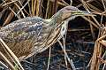 6: 11-23 American Bittern