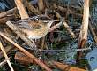 4: 11-23 Marsh Wren