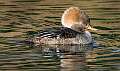 28: 12-18 Hooded Merganser Female