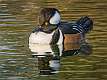 27: 12-18 Hooded Merganser Male