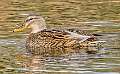 26: 12-18 Mallard Female