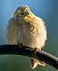 18: 12-25 Fluffed Up Finch