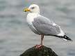 6: Herring Gull-2