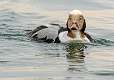 5: Long-tailed Duck-5