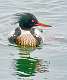 3: Red-breasted Merganser-3