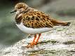 2: Ruddy Turnstone-2