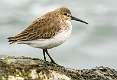 1: Sandpiper-3