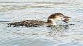 23: 02-26 Common Loon Having Lunch