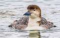 22: 02-26 Common Loon Portrait