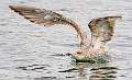 21: 02-26 Herring Gull Landing