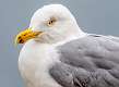 20: 02-26 Herring Gull Portrait