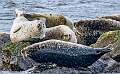 15: Harbor Seals-2