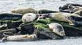 14: Harbor Seals-8