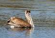 7: 03-30 Brown Pelican