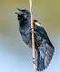 6: 03-30 Red-winged Blackbird Calling