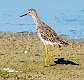 5: 03-30 Yellowlegs