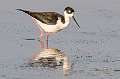 49: 04-06 Black-necked Stilt