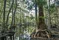 33: 04-07 Cypress Swamp