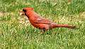 9: 04-22 Cardinal Enjoying A Peanut