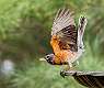 6: 04-22 Robin You Are Cleared For Take Off