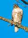 22: 05-03 Red-tail Hawk