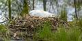 21: 05-04 Mama Swan On The Nest