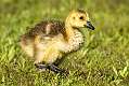 19: 05-06 Canadian Gosling