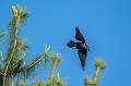 10: 05-11 Grackle In Flight