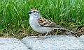 9: 05-11 Sparrow On The Patio