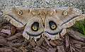 2: 05-28 Polyphemus Moth