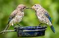 5: 06-30 Bluebird Feeding Time