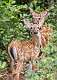 4: 06-30 Fawns In The Swamp