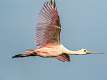 2: 06-30 Roseatte Spoonbill In Flight