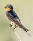 12: 07-27 Barn Swallow