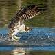 7: 07-27 Osprey With Breakfast