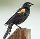 1: 07-31 Red-winged Blackbird