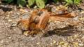 32: 08-02 Brown Thrasher Dust Bath