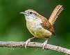 30: 08-02 Carolina Wren