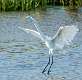 29: 08-02 Great Egret Landing