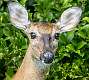 26: 08-02 White-tail Deer Portrait