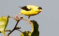 10: 08-23 Goldfinch Take-off