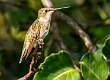 6: 08-27 Hummingbird Resting