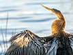 23: 09-01 Anhinga Portrait