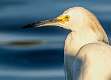 21: 09-01 Snowy Egret Portrait