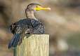 17: 09-03 Cormorant Resting