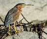 16: 09-03 Green Heron