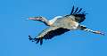 15: 09-03 Wood Stork