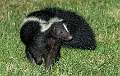 7: 09-10 Backyard Skunk