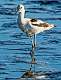 24: 10-20 Black-neck Stilt